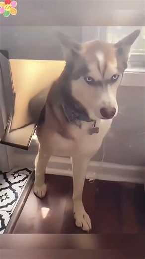 😂❤️ #dogs cats#funny#Popular#Cute pet