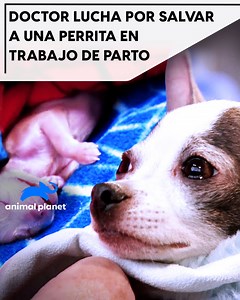 364K views · 9.5K reactions | Esta perrita chihuahua, quedó embarazada por accidente y ahora que se encuentra en trabajo de parto, ¡ella necesita recibir una cesárea de urgencia para no poner en riesgo su vida ni la de sus cachorros! #DrJeffVeterinario | Animal Planet Latinoamérica | Facebook