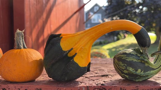 Decorating Gourds and many more different types | Aguilera’s Farm