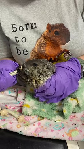 1.7K views · 105 reactions | Woodchuck/ Whistle pig/ Groundhog feeding time! Wildsoulswildliferescuerehab.org | Wild Souls Wildlife Rescue and Rehab | Facebook