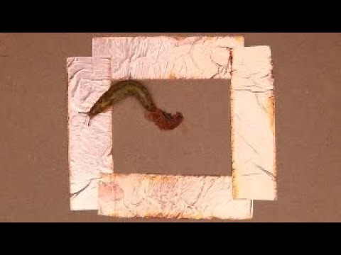 Copper Tape Slug Repellent Test