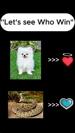 Dog VS Snake #new #edit #shortsfeed #popular #competition