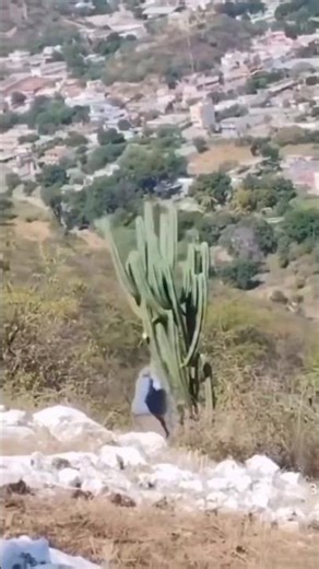 Ek Tree Kaatoge… Ye Hoga 😨⚠️ #explorepage #fyp #foryou #foryoupage #shorts #shortsfeed