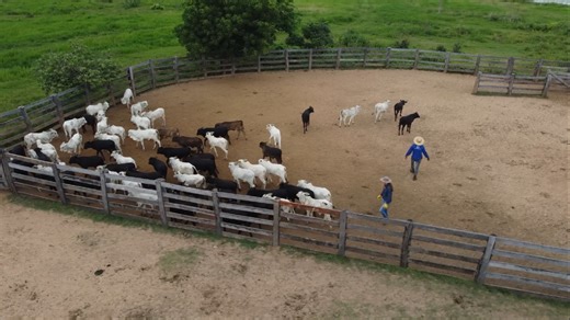 Fazenda Olhos D'Água investe em capacitação para elevar produtividade; confira