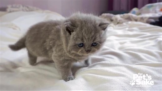 Prostate problems in male dogs: Understanding BPH and how neutering can help