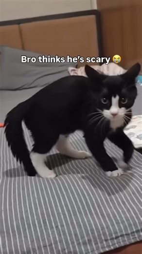 CAT | KITTEN | KITTY | ❤️ on Instagram: "He said 練‼️ #cat #cats #catsofinstagram #catlover"