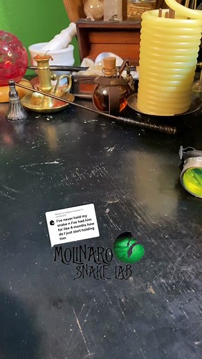 Snake Training Tips and Pet Care for Pythons and Corn Snakes