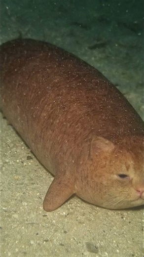 #answer #cat + #fish = #catfish #call #animal #sea