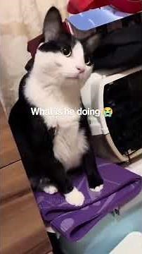 Mlem Cats 😛 | The Cutest Tongue-Out Moments You’ll Ever See Mlem Mode Activated 😸👅