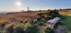 Ideford Common | Devon Wildlife Trust