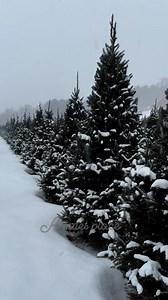 24K views · 2.7K reactions | A quiet place ❄️ | The Ice Farm | Facebook