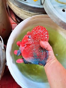 Super Red Dragon Flowerhorn (Big Kok) — Louhan Ikan Kamfa Guide