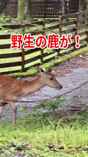 山中湖の宿で夕暮れ時に野生の鹿と遭遇した瞬間😲 #犬連れ旅行 #山中湖
