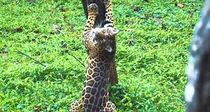 La segunda población más grande de jaguares en América del Sur está en el Perú