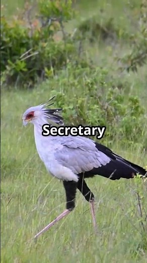 The Unbelievable Hunting Skills of the Secretary Bird