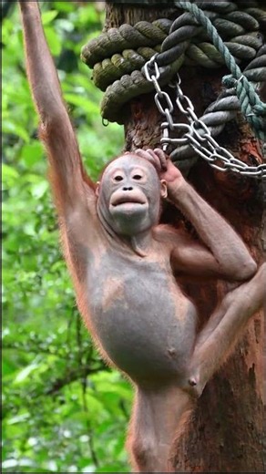 Sven the orangutan isn't hairless; he was simply born with shorter hair.