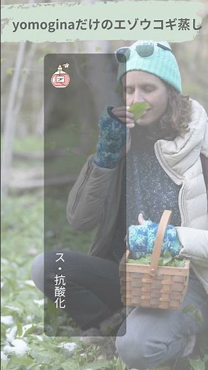 新しいよもぎ蒸し“エゾウコギ蒸し”、北の大地で育まれた香りがあなたを包みます #よもぎ蒸し #よもぎ温熱セラピー協会＃yomogina＃ウコギ蒸し