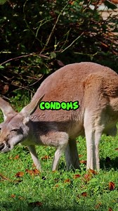 406K views · 4.3K reactions | Quick Line Comedy on Reels | Facebook