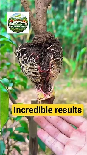 Air Layering Technique: Grow a New Tree from One Branch!