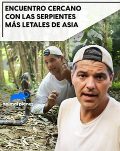 1.3M views · 6.4K reactions | A Frank Cuesta, las serpientes le provocan fascinación y terror al mismo tiempo y en medio de su travesía por Asia se encontrará con algunas de las más peligrosas y letales del planeta. ¿Cómo resultará su encuentro? #WildFrankenIndia | Animal Planet Latinoamérica | Facebook