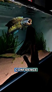 This is how snakeheads train! 💪🔥 Short flare = strong predator reflex ⚡️🐍🐟 #Snakehead #FishFacts #FishTrivia #Channa #MonsterFish | GuppyKoi