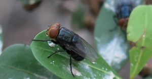 What is screwworm? Symptoms, prevention and treatment