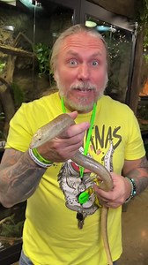 6.2K reactions · 3.1K shares | My lizard that has no legs!! #brianbarczyk #thereptarium #reels #animals #lizard | Brian Barczyk | Facebook