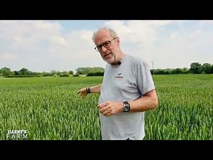 Crops want some rain & I look to swap growing OSR for getting paid to leave fields uncropped