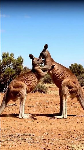 Outback Brawl: Two MASSIVE Kangaroos Box Each Other For Dominance!