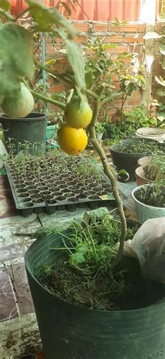 Drop them out for seed