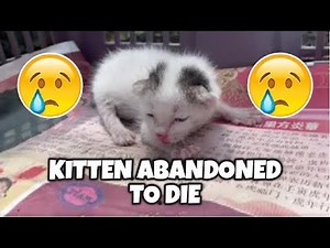 The story of an Abandoned Kitten Left to Die