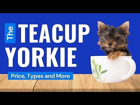 Teacup Yorkies - Price, Care, and Where to Buy