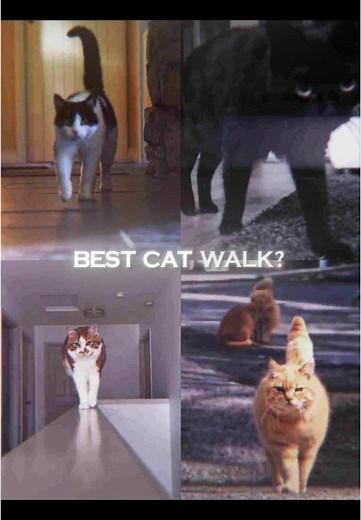 The real cat walk 😂 . . Song Promo Song name: Katz - S4nriO . . #furrealeditz #cat #catedits #catwalk #realcatwalk #catwalking #newtrend? #ae #fyp