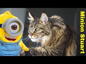 Funny Cats Pranked By Minion Stuart : Funny Compilation