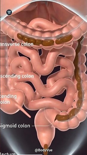 How The Colon Moves Waste to Exit (3D Peristalsis) #humanbody #humananatomy