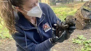 Zoo welcomes critically endangered red wolf pups
