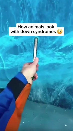 How animals look with downsyndromes 😳 . . . . . weird deaths, bizarre deaths, dark facts, true stories, shocking facts, weird facts, mystery, scary stories, weird deaths, strange deaths, bizarre deaths, true stories, crazy facts, dark facts, shocking facts, unexplained deaths, unusual deaths, weird facts, scary stories, disturbing facts, mystery facts, unbelievable stories, facts you didn’t know animals Animals That You're Glad Are Extinct dark Animals animals That How animals look with downsyn