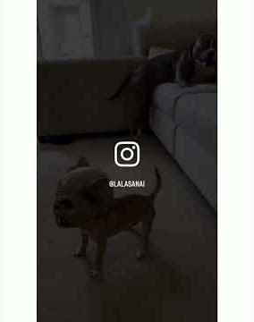 These Pets Refuse to Act Normal 😂 #animalfunny #shorts #trending