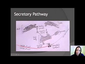 Unit A - Secretory Pathway & Intracellular Digestion