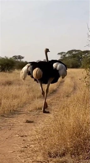 Lion Snatches Thomson’s Gazelle on the Trail 🦁🦌 #shorts