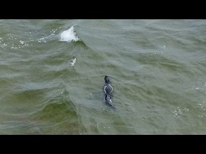 Alligator Swims Along A Florida Beach -- DJI Mini 2 Drone Video