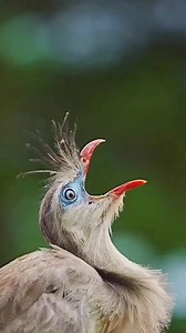 Enchanting Sounds of the Animal Kingdom