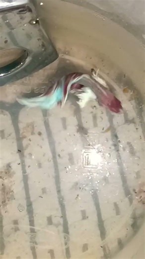 Beta free and beta fish talking video new model like this and subscribe #beta