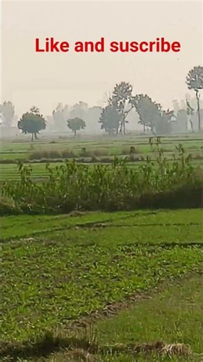 Rui ke jaise dhuna Java Tu Bhojpuri #song