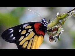 Complete life cycle of a Jezebel butterfly - 2 months in 2 minutes-