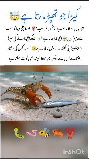 Discover the Mantis Shrimp 🦐 #mantisshrimp #naturefacts #wildlife #nature #shorts