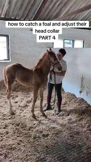 how to catch a foal and adjust a head collar PART 4 #foal #foaltraining #trainingfoal #traininghorses #equineeducation #newbornfoal