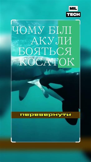 Хижак, від якого тікають навіть акули — косатка