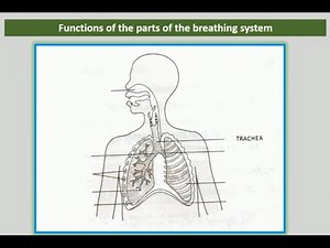 Parts of human breathing system