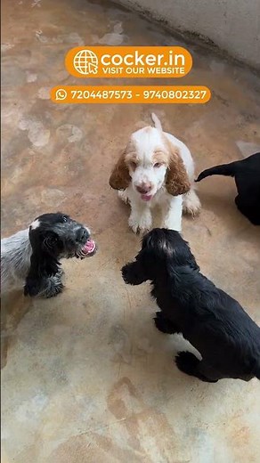 Cocker Spaniel Puppies AVAILABLE- Near Bangalore #cockerindia #puppylove #cockerspaniel